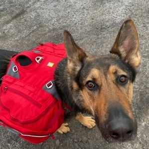 Ruffwear dog backpack with cooling vest